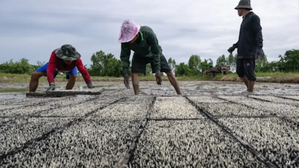 'Don't Have To Hide': Thai IDs, Legal Jobs Offer Hope To Myanmar Refugees