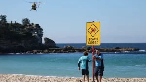 11-Foot Shark Mauls Woman In Sydney, She Grabs Onto Paddleboat To Escape
