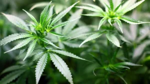 'Not Essential': Kenyan Court Denies Rastafarians' Right to Smoke Weed